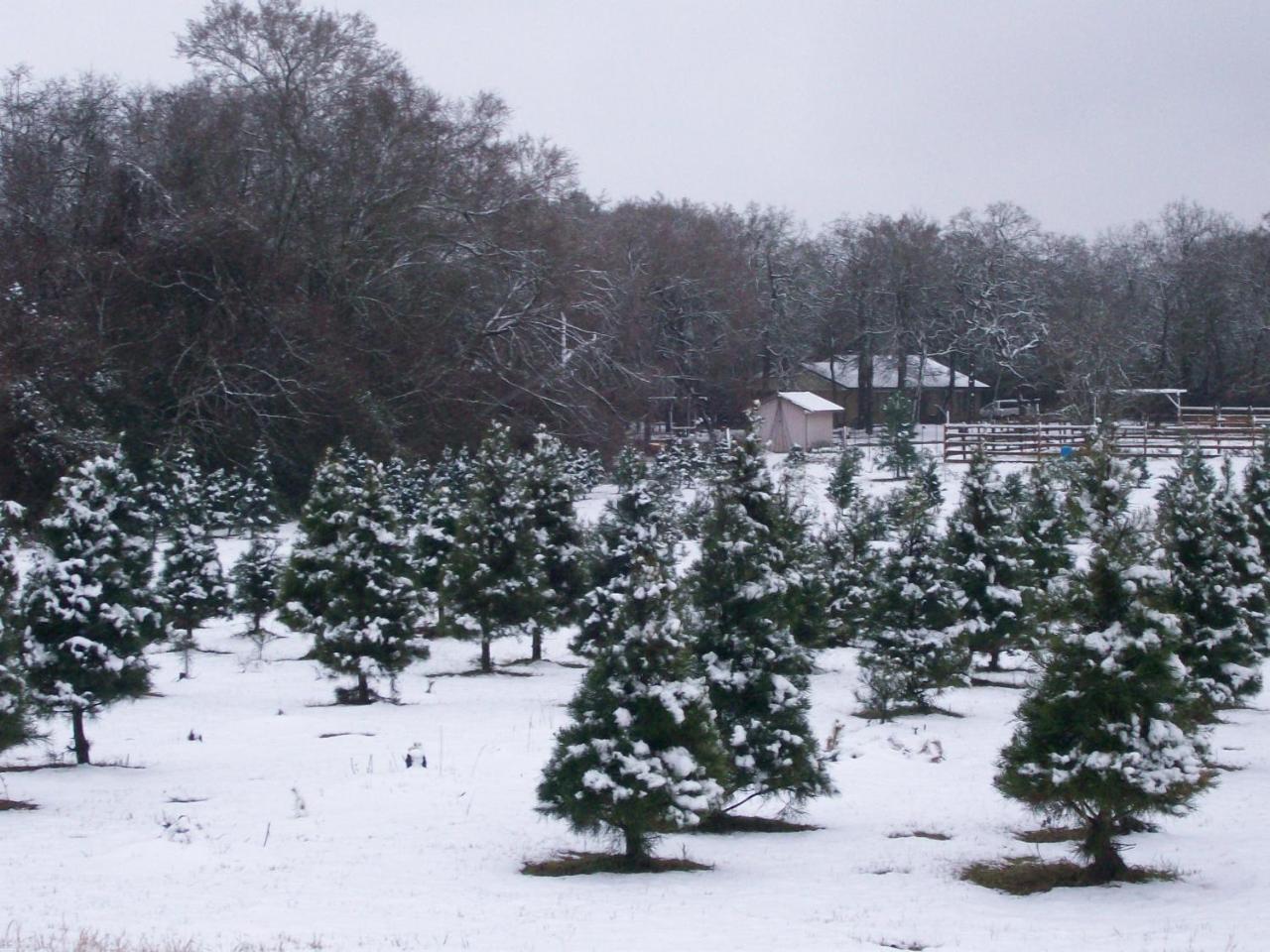 Kelumac Christmas Tree Farm B&B ไบรอัน ภายนอก รูปภาพ