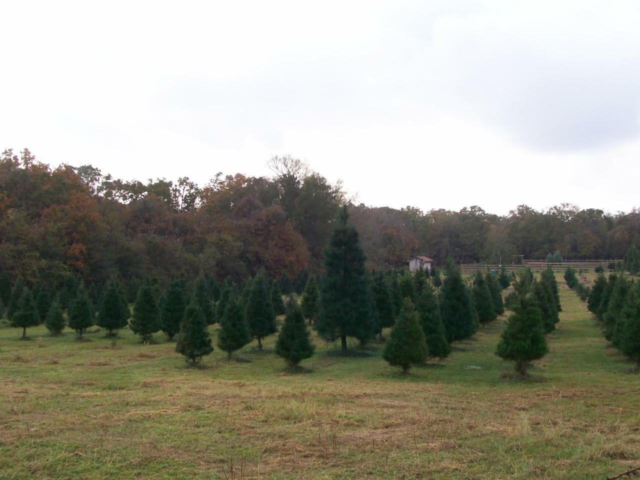 Kelumac Christmas Tree Farm B&B ไบรอัน ภายนอก รูปภาพ